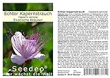 Seedeo Echter Kapernstrauch (Capparis spinosa) 50 Samen